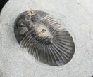 Bargain Platyscutellum Trilobite From Morocco / #7817-2